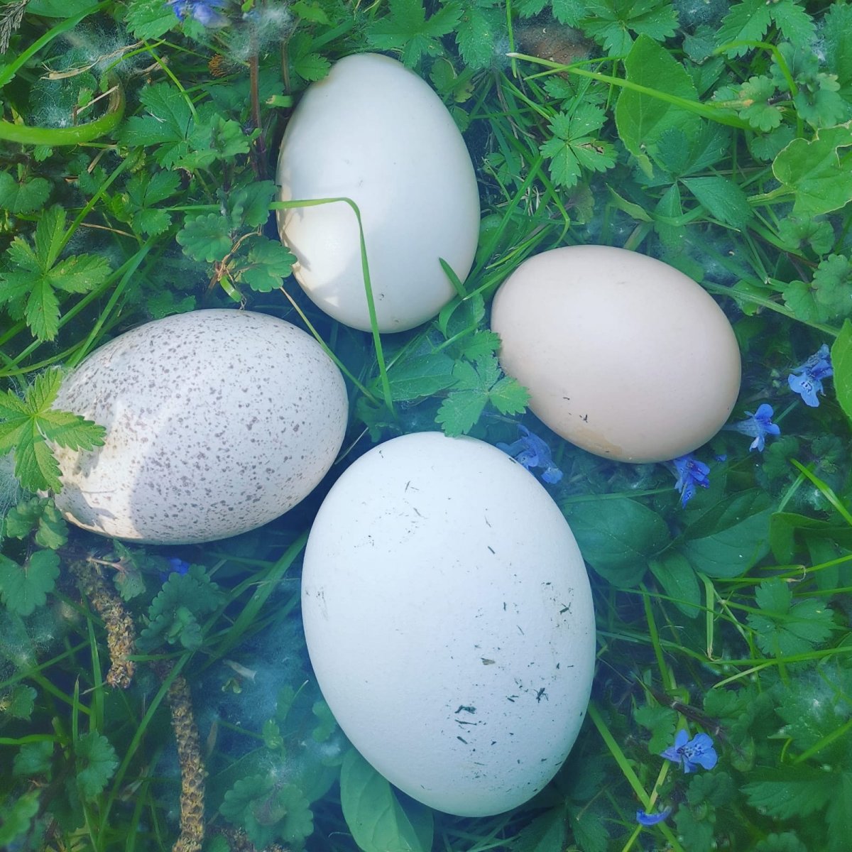uova di fallina, oca, anatra e tacchino