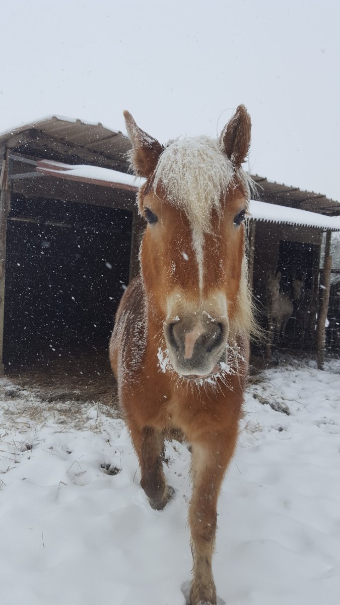 la nostra Nada incuriosita dalla neve